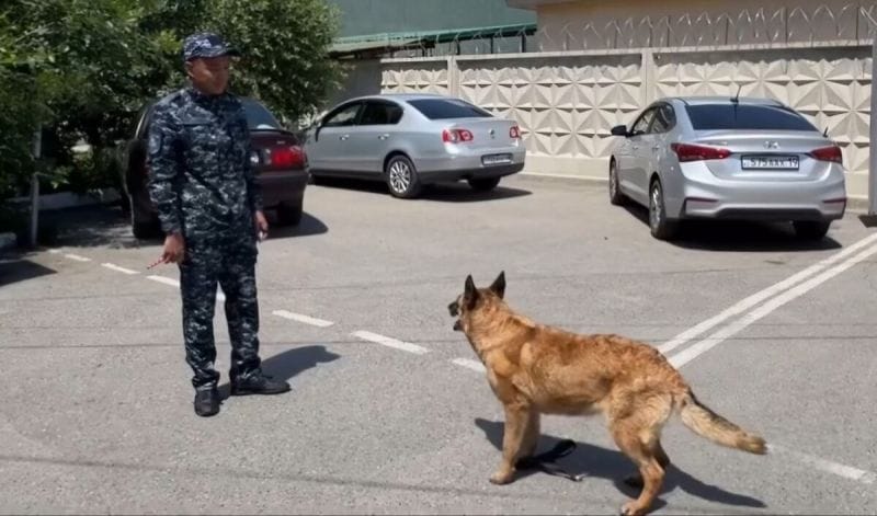 Талдыкорганские студенты ознакомились с работой Центра кинологической службы ДП области