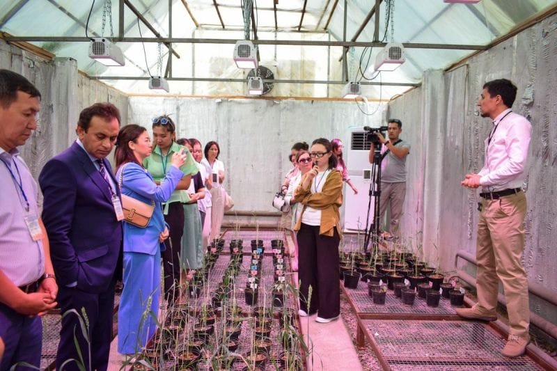 Впервые в Казахстане, точнее в Жетісу, внедрили современную генетическую технологию в селекции пшеницы