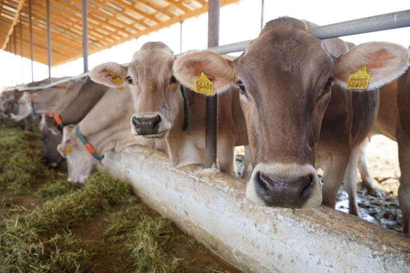В Казахстане стартует пилотная сельскохозяйственная перепись
