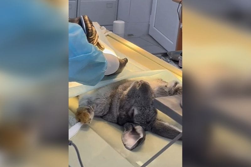 Современные подходы в ветеринарии: в Талдыкоргане прошли яркие мастер-классы - видео